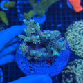Sps Colony