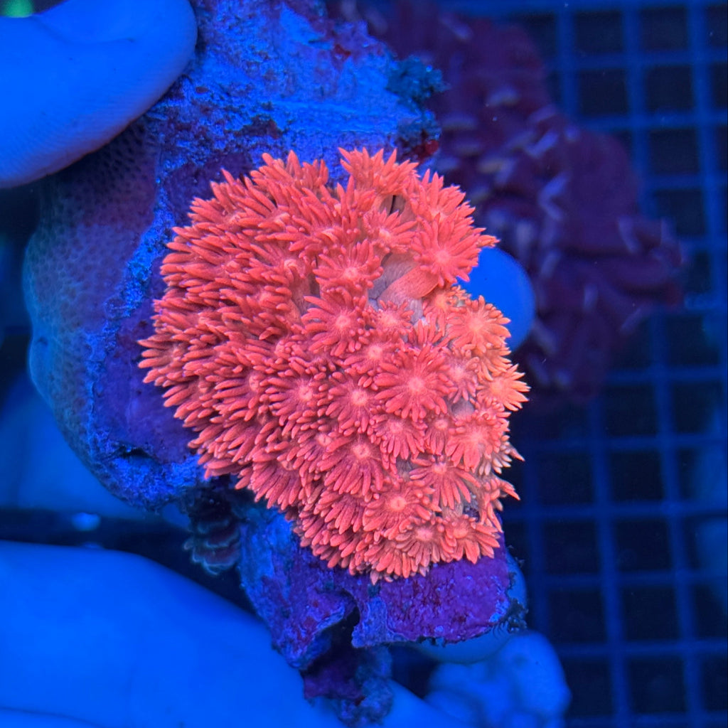 3 Tone Gonipora (Long Stem)