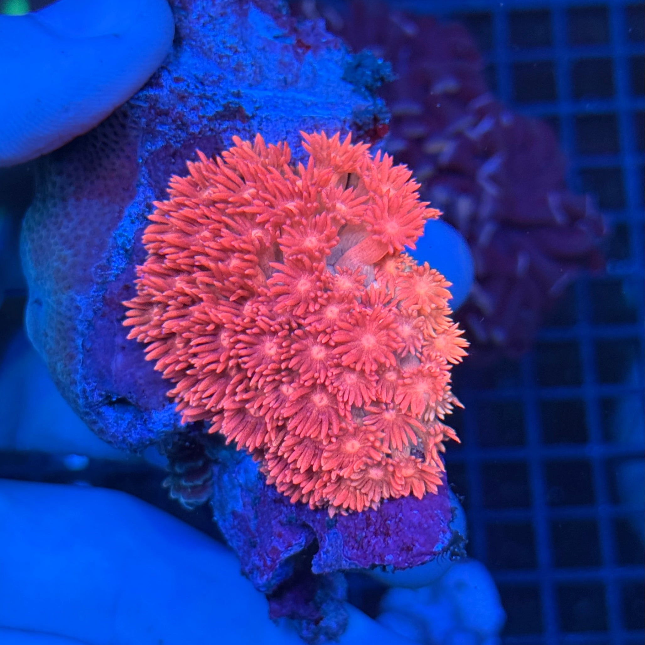 3 Tone Gonipora (Long Stem)