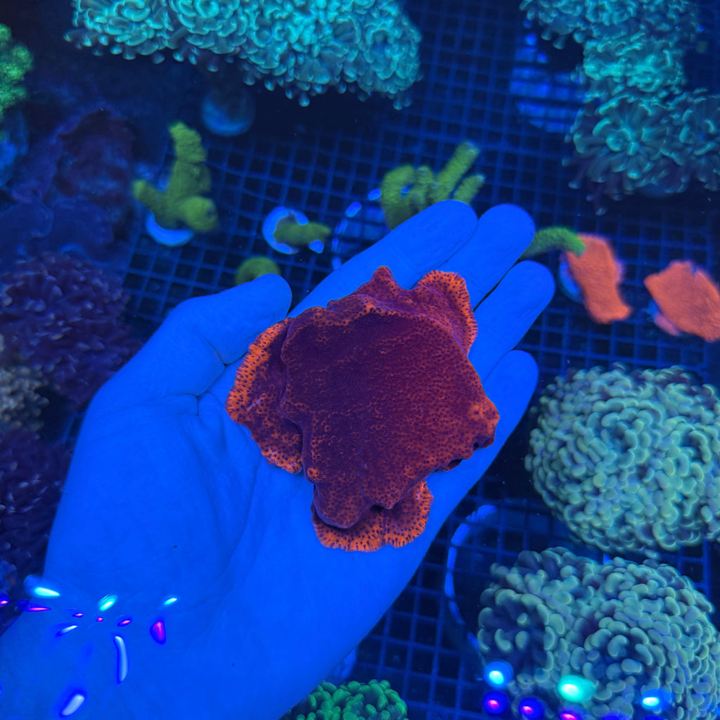 Showpiece Mystic Sunset Montipora
