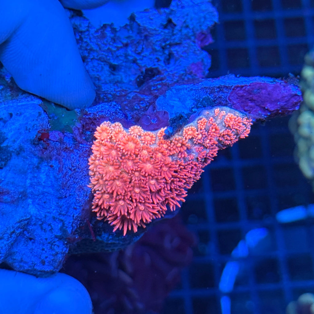 3 Tone Gonipora (Long Stem)