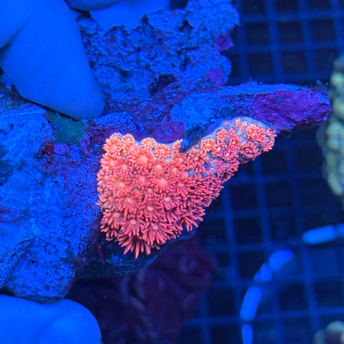 3 Tone Gonipora (Long Stem)