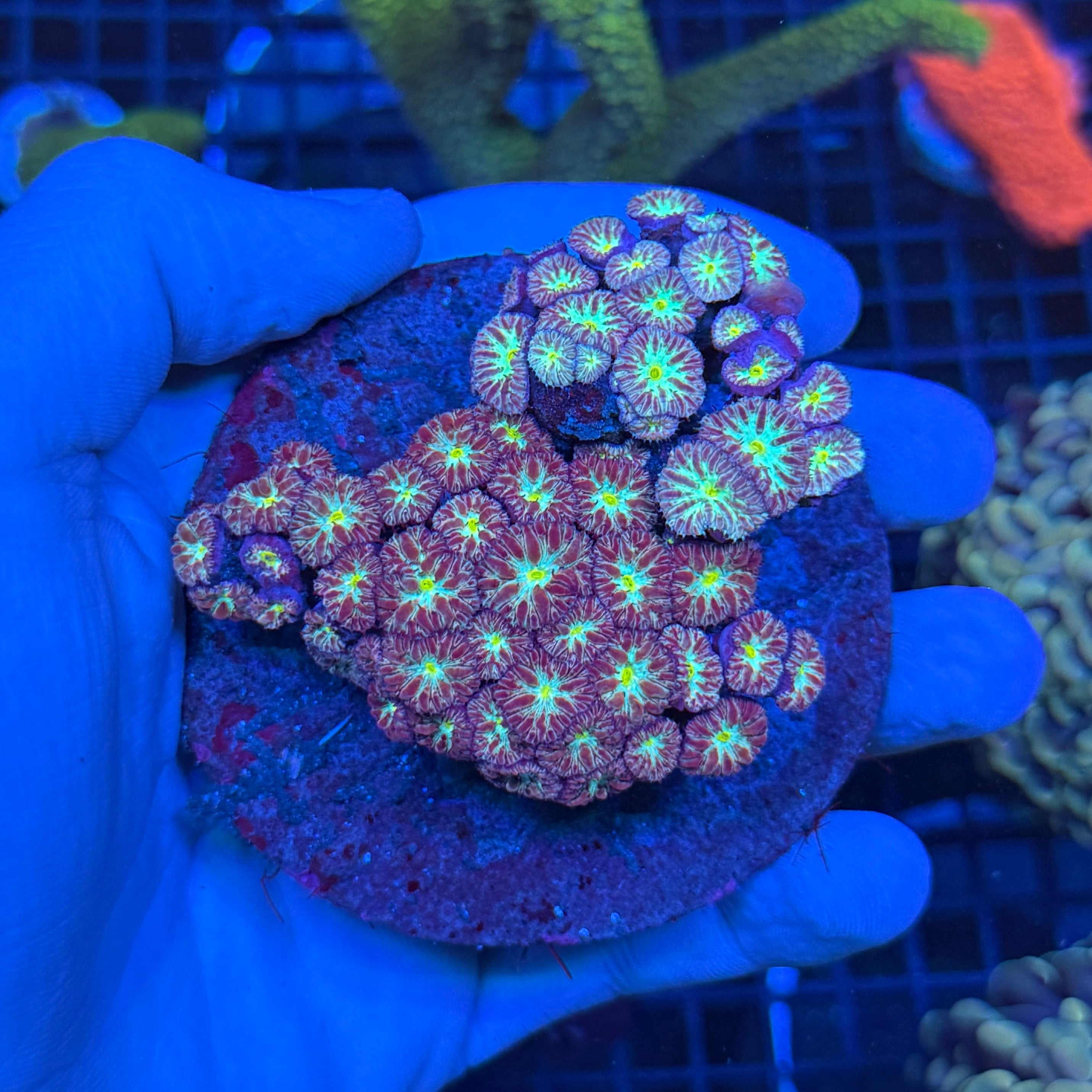 Blasto Colony