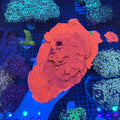 Showpiece Sunset Montipora