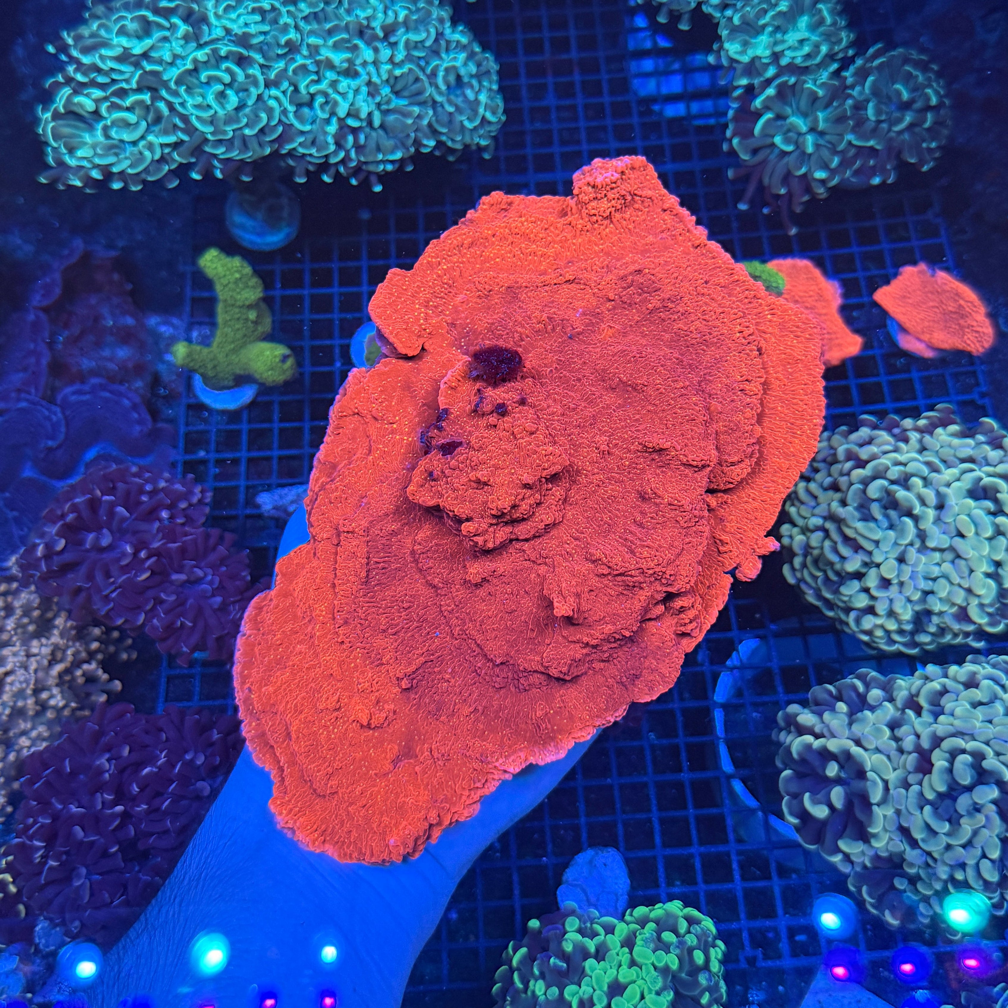 Showpiece Sunset Montipora