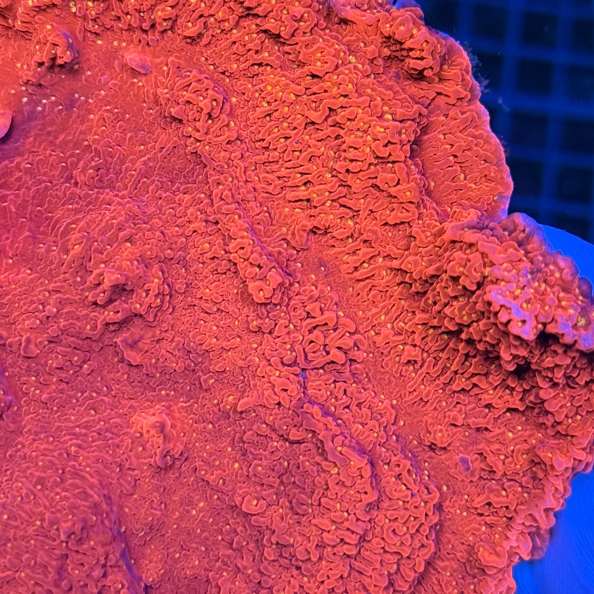 Showpiece Sunset Montipora