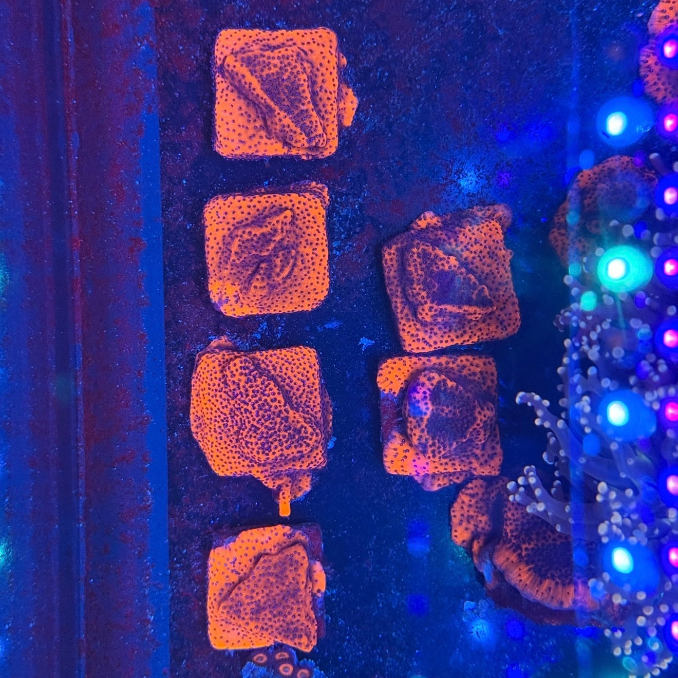 Mystic Sunset Montipora Frags