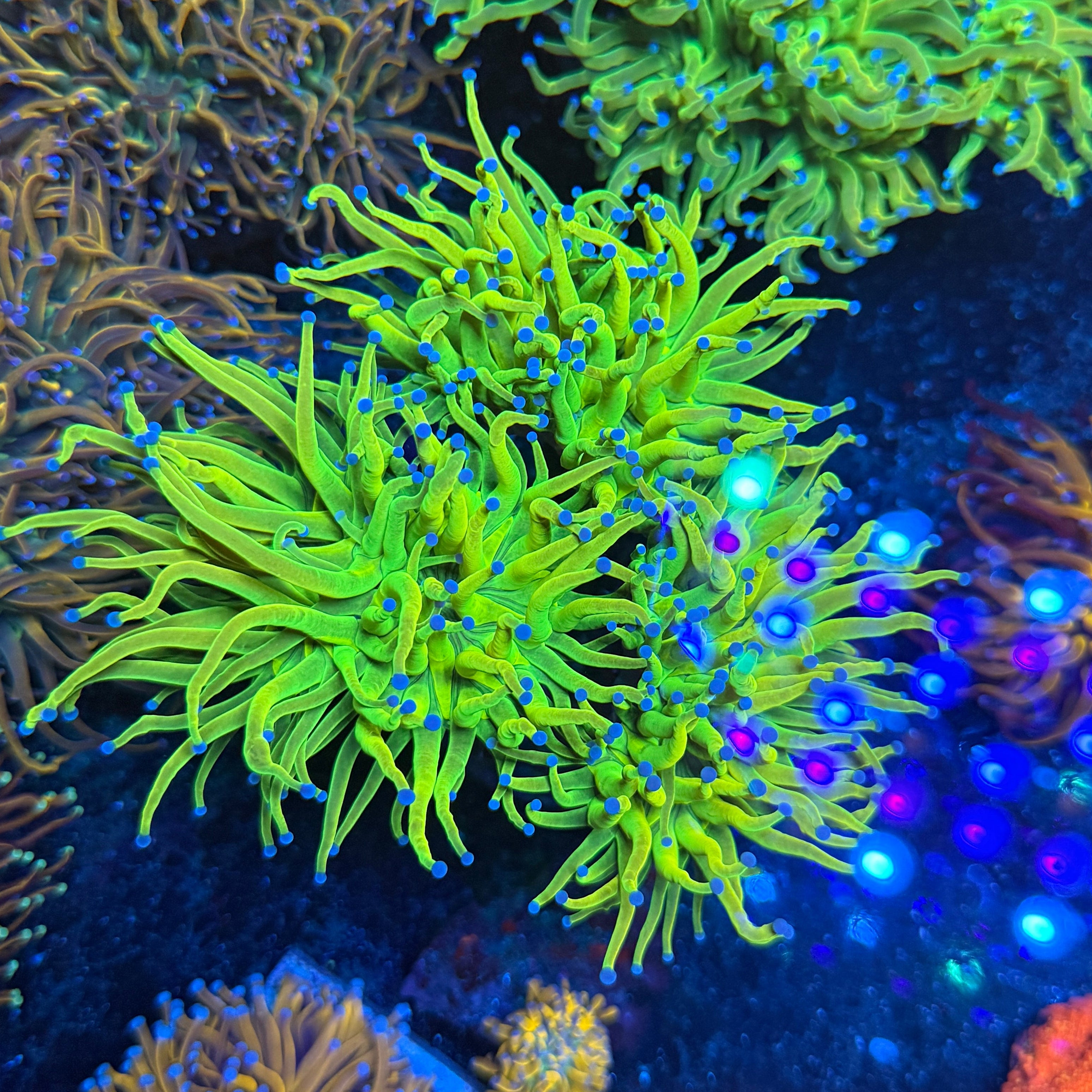 A Grade Green Holy Grail Torch