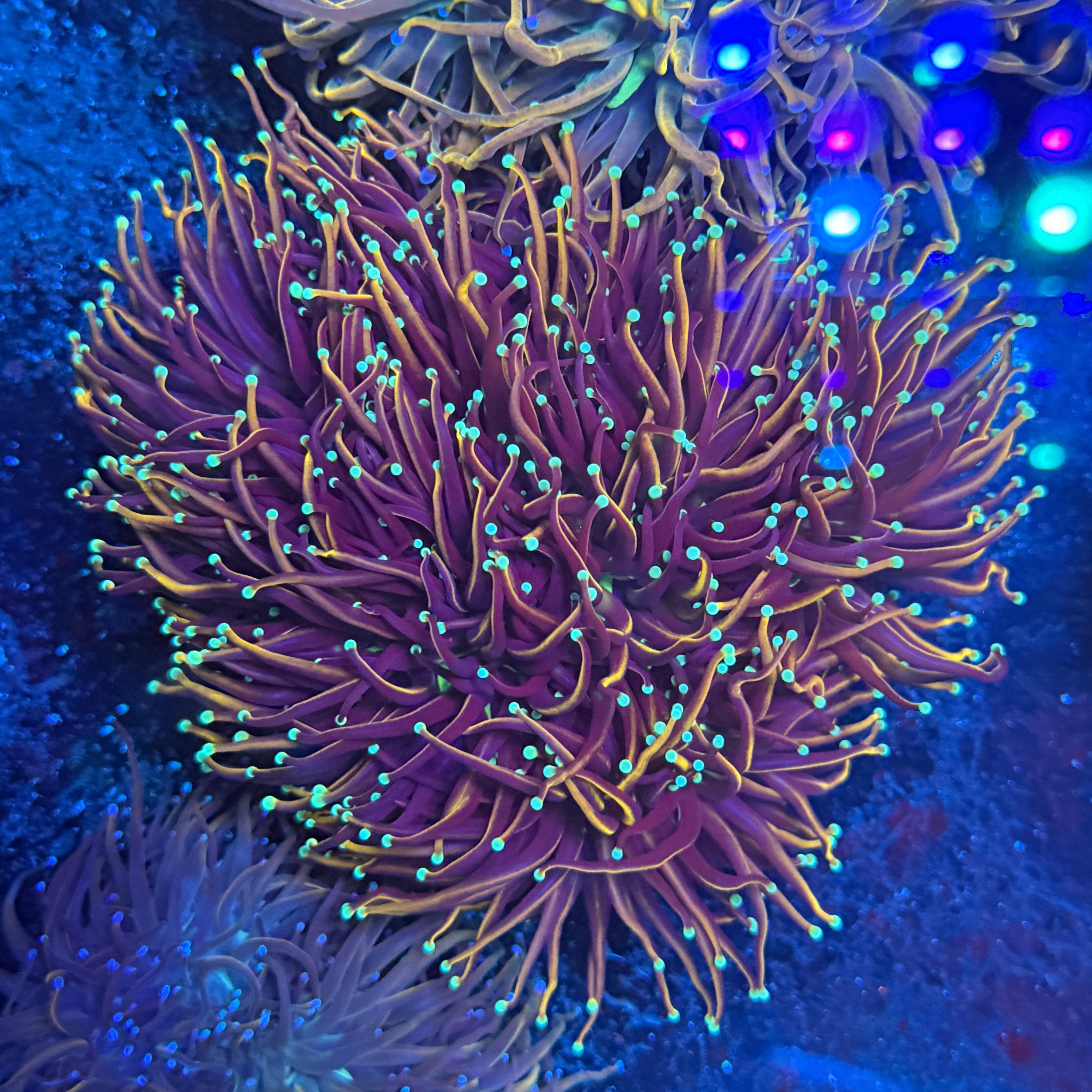 Mint Tip 24k Torch