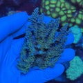 Blue/Green SPS Piece