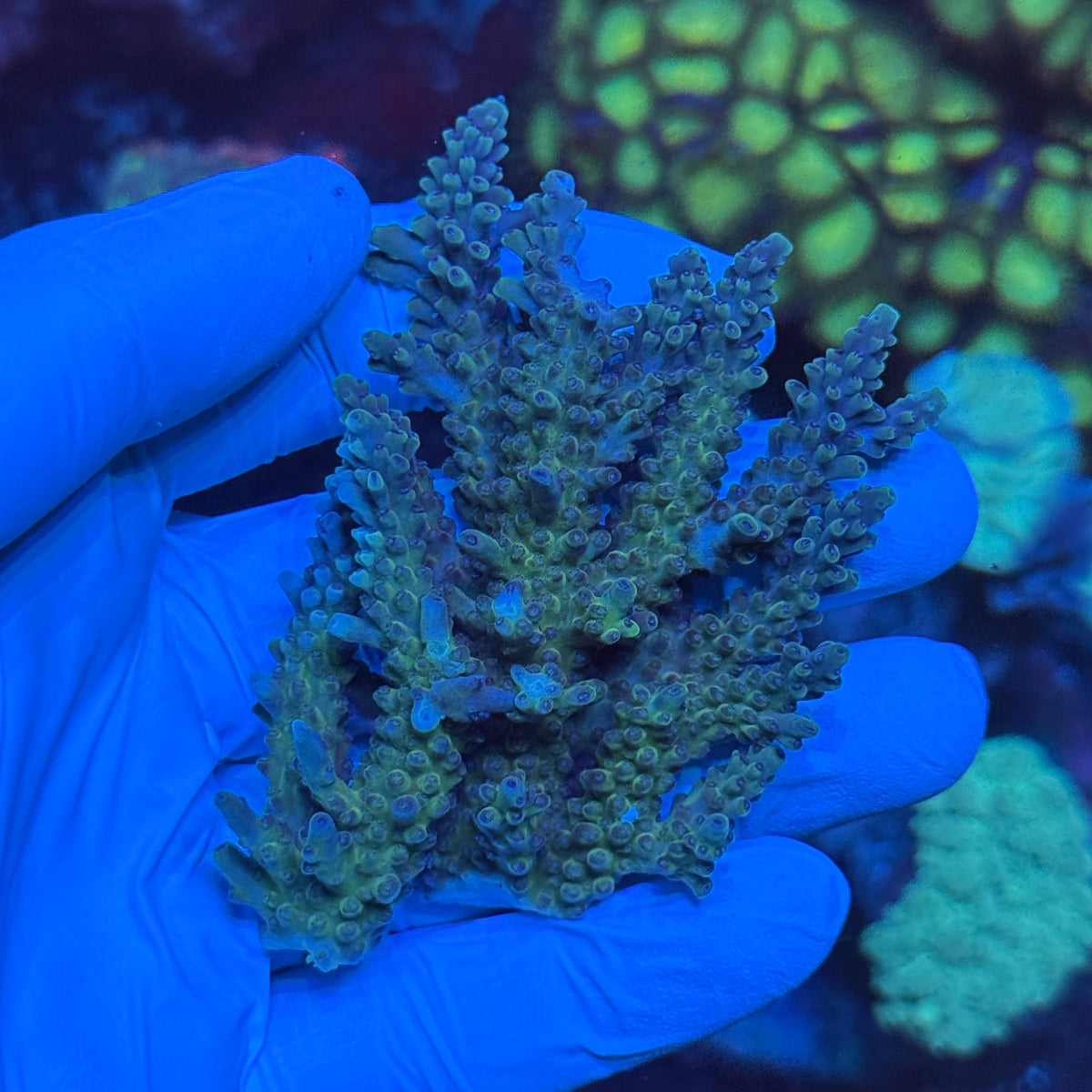 Blue/Green SPS Piece