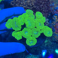 Lumo Green Candy Cane