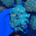 Blue/Yellow Pectina