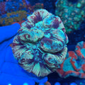Semi-Rainbow Trachy