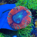 Red Trachy