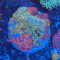 Zoa Signature Plate