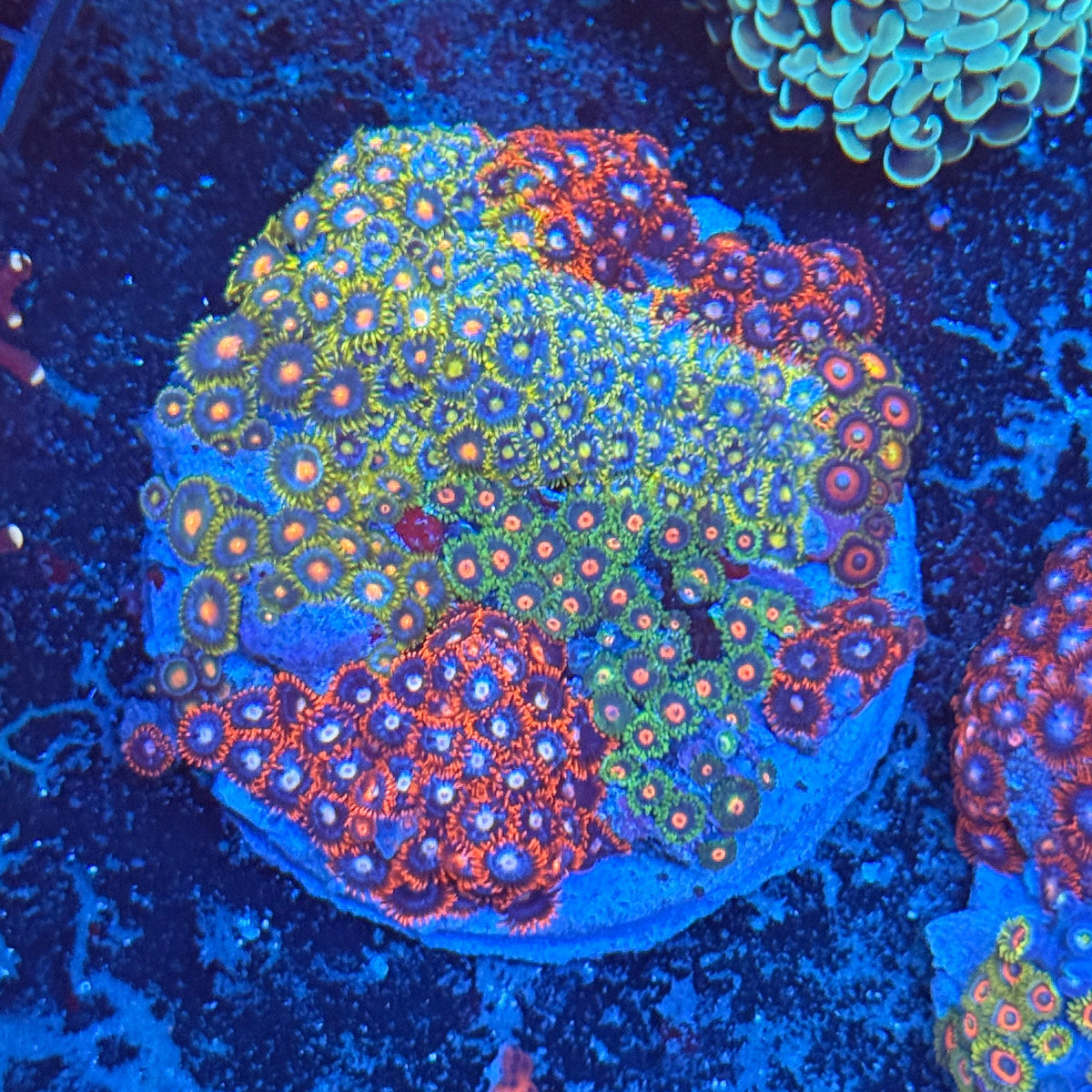 Zoa Signature Plate