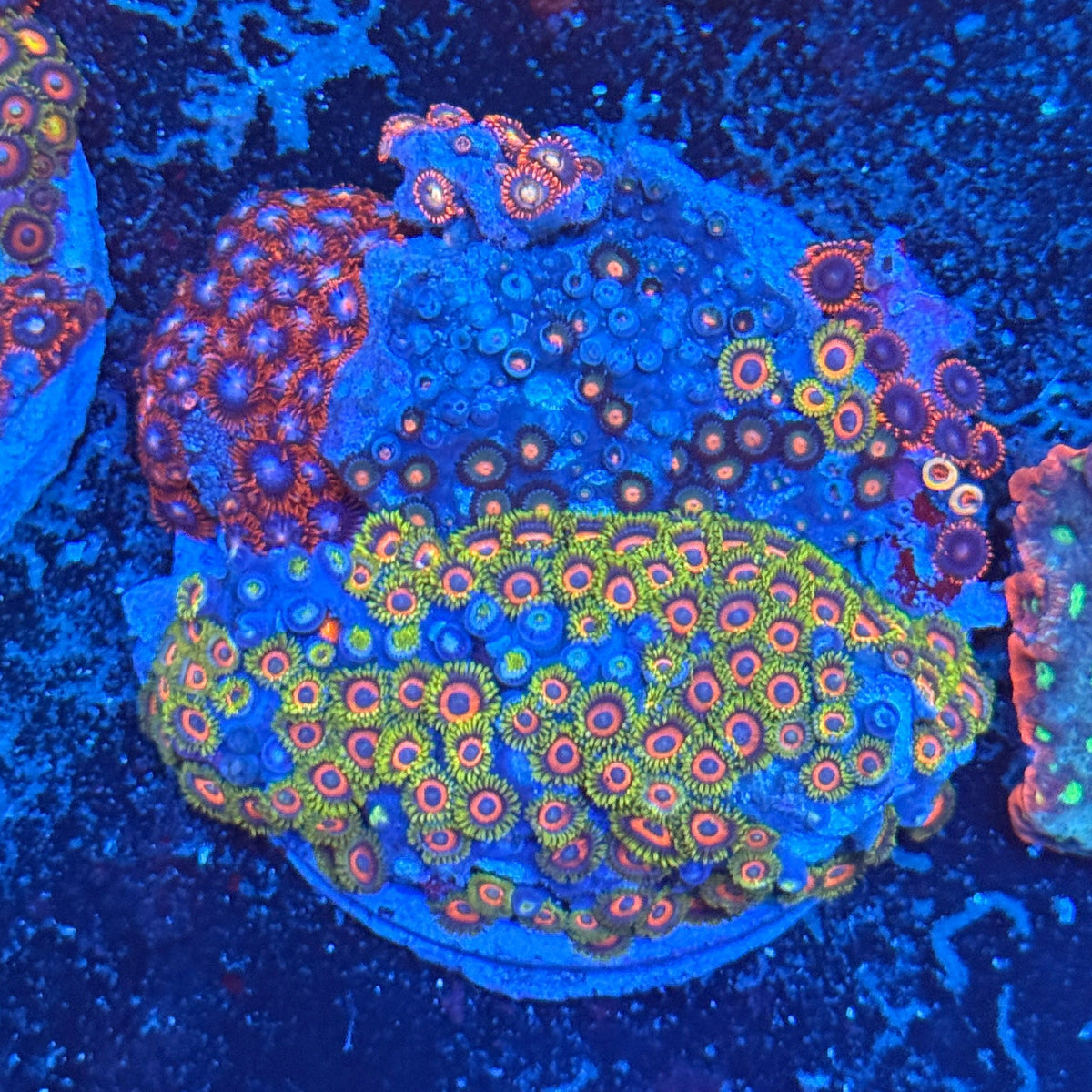 Zoa Signature Plate