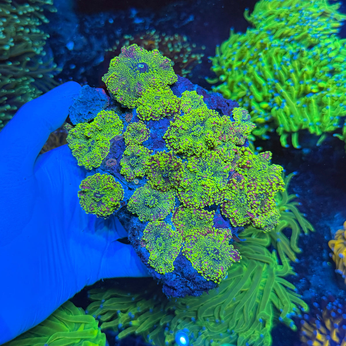 Lumo Green Yuma