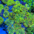 Lumo Green Yuma