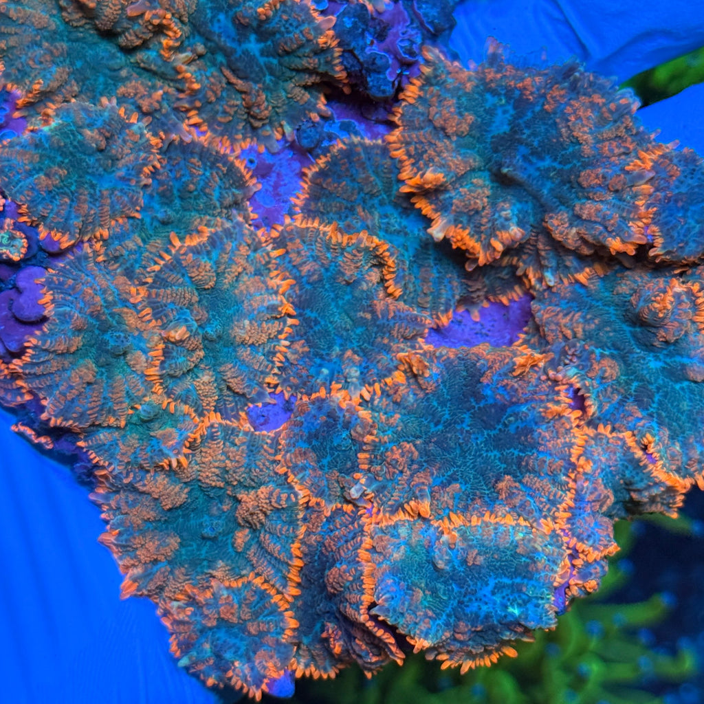 Mushroom Rock