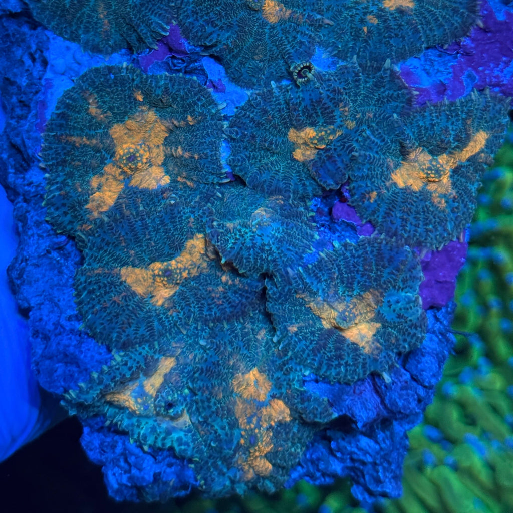 Mushroom Rock