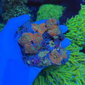 Mushroom Rock