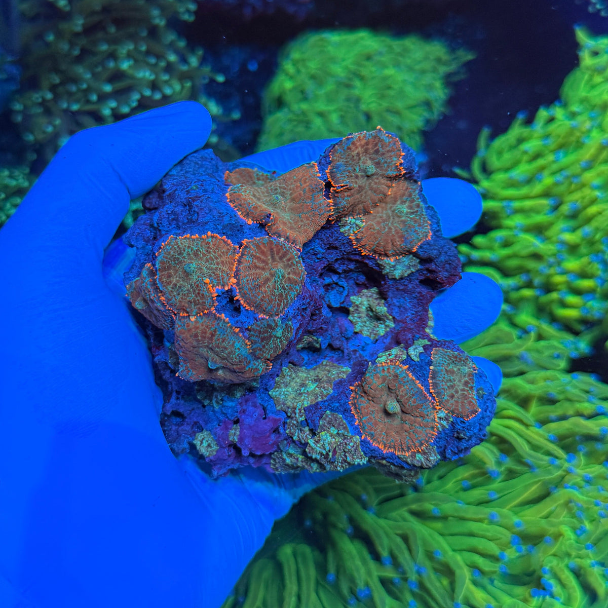 Mushroom Rock