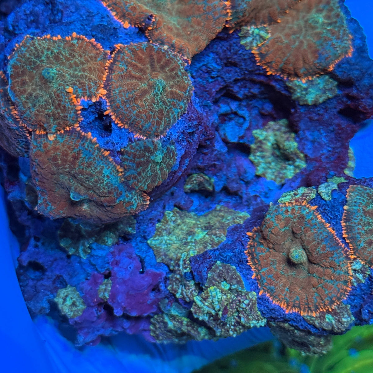 Mushroom Rock