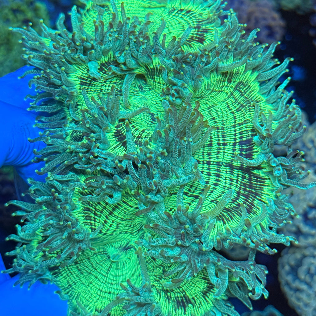 Green Elegance