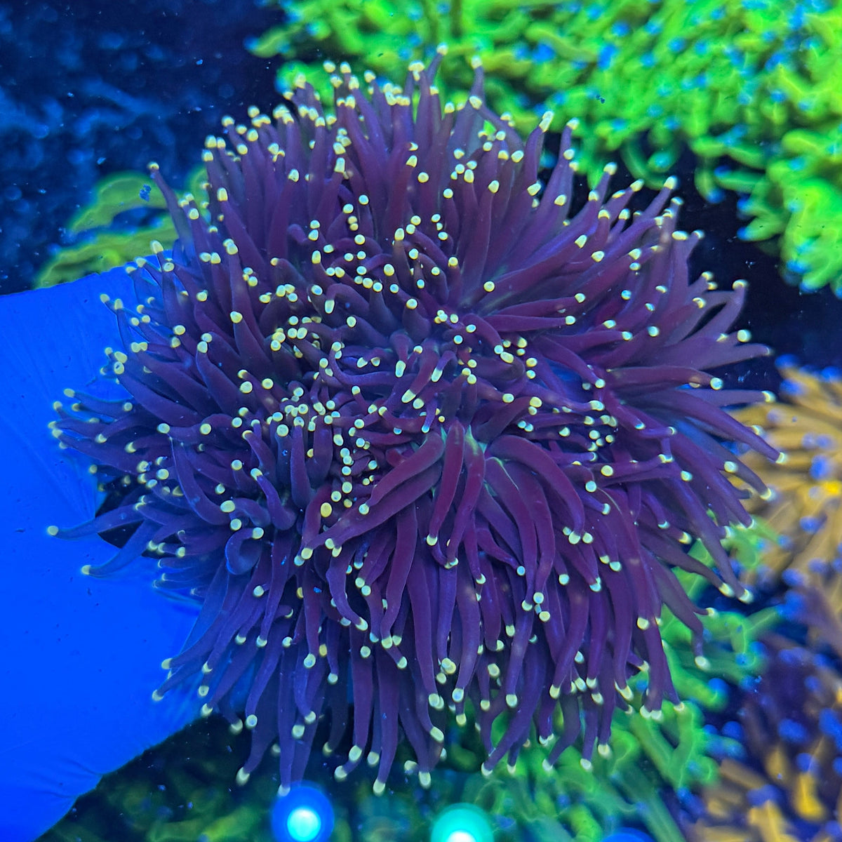 Dark Stem Yellow Tip Torch