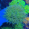 Green Stem Purple Tip Torch