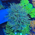Green Stem Yellow Tip Torch