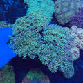 Green/Blue Octospawn
