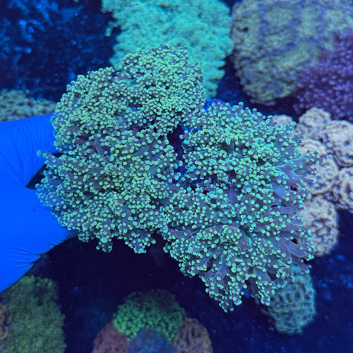 Green/Blue Octospawn