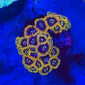 Rainbow Yoda Zoanthid