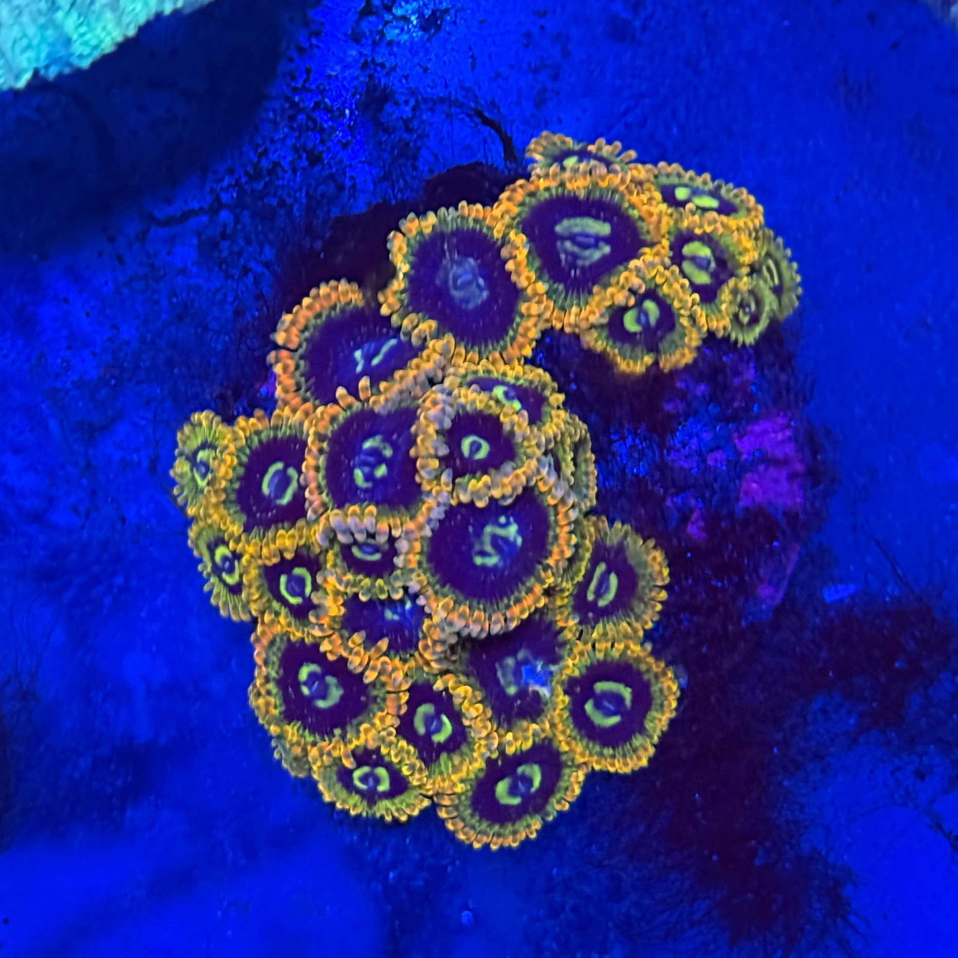 Rainbow Yoda Zoanthid