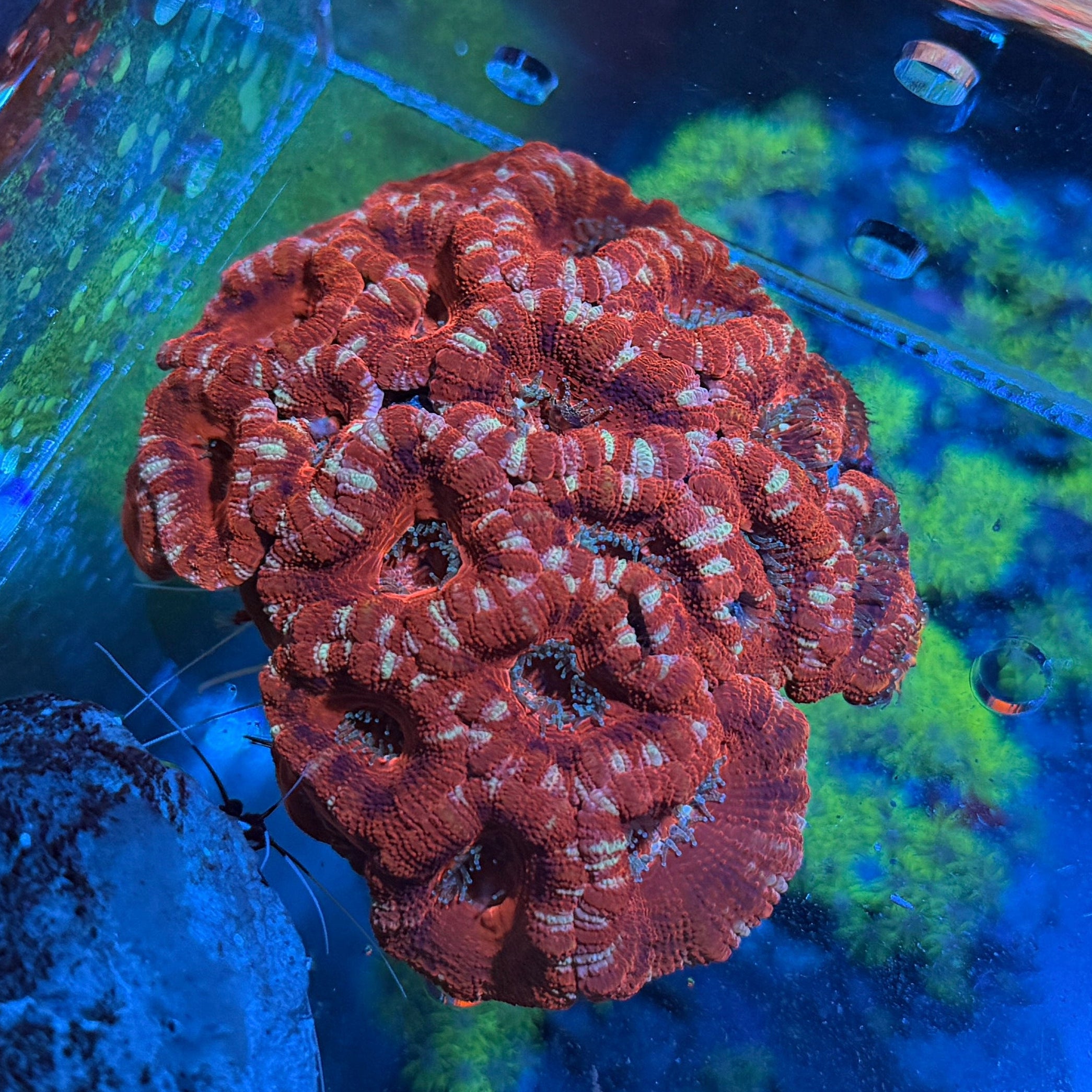 Acan Colony