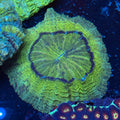 Green Donut