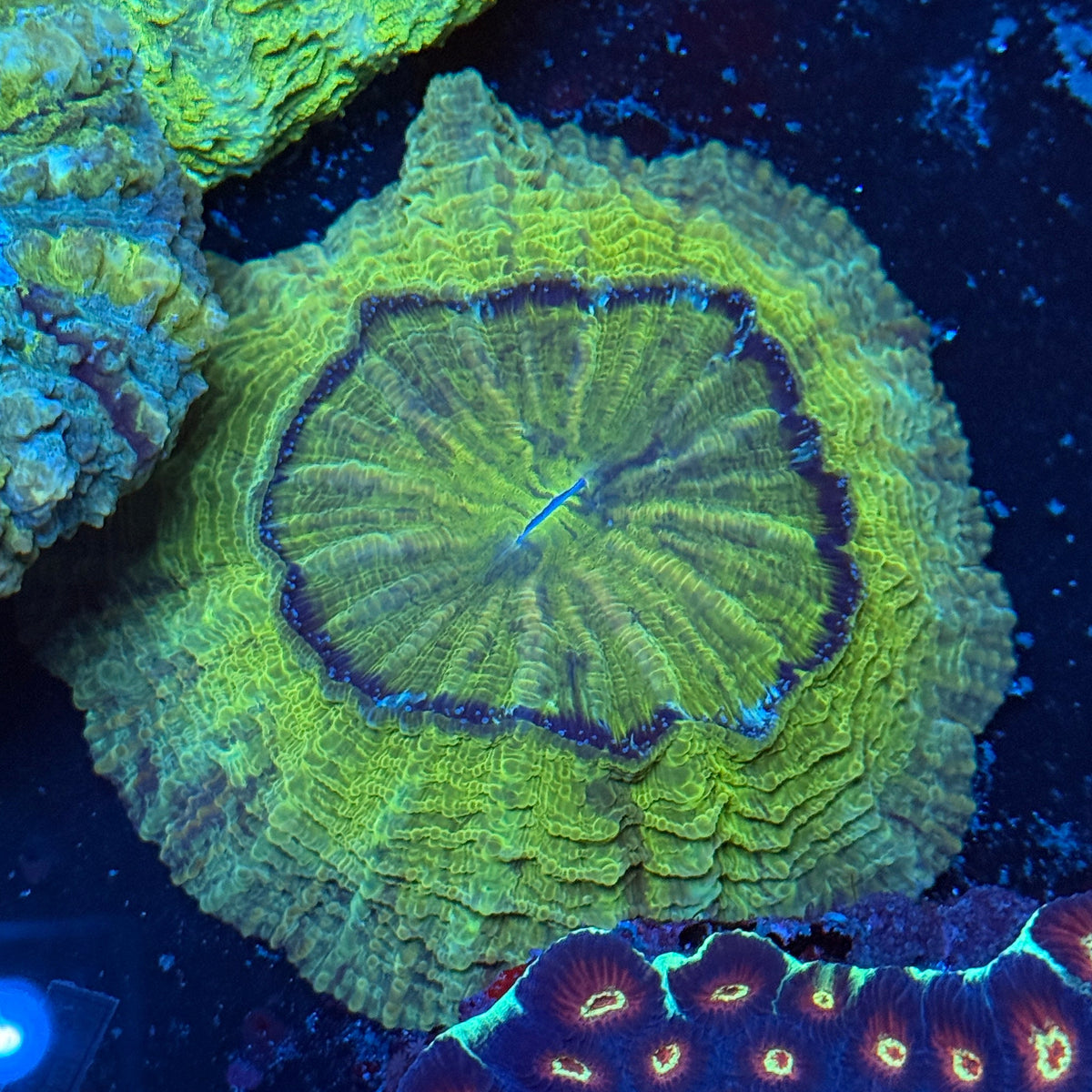 Green Donut