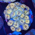 Hawaiian People Eater Zoa