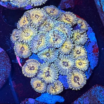 Hawaiian People Eater Zoa