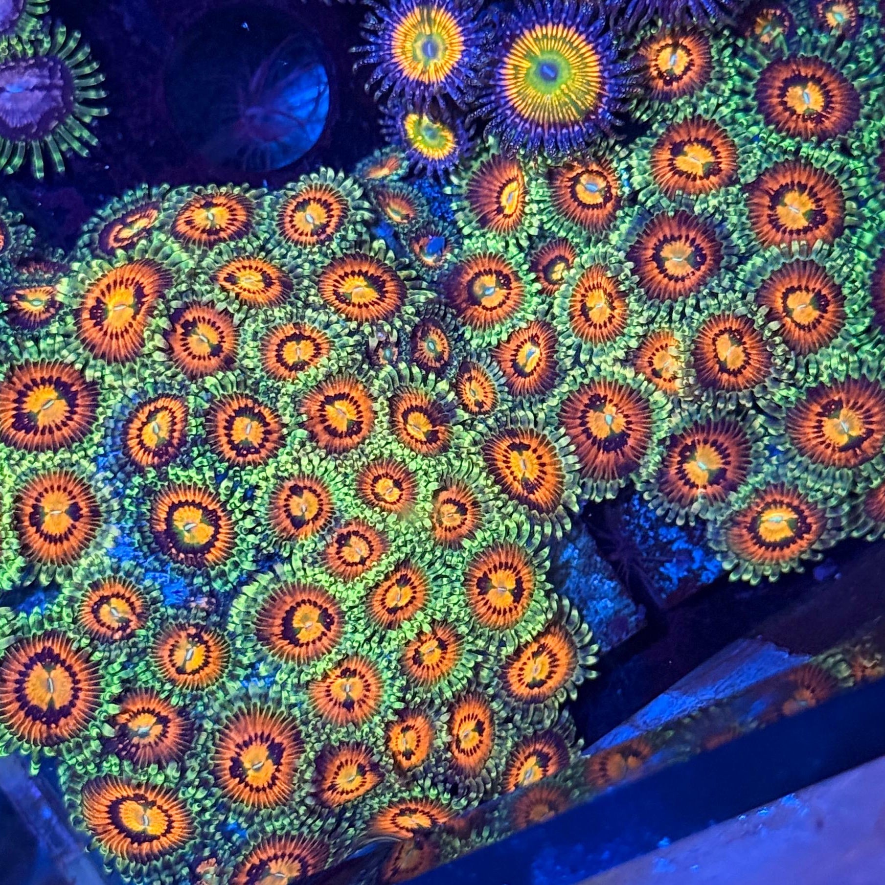 Rainbow Incinerator Zoa